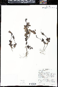 Penstemon davidsonii image