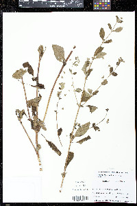 Mesosphaerum urticoides image