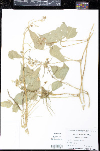 Vigna umbellata image