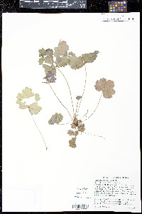 Heuchera parviflora image