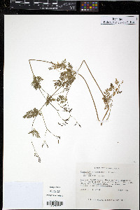 Chaerophyllum procumbens image