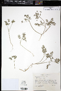 Erigenia bulbosa image