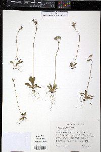 Primula mistassinica image