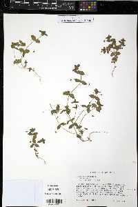 Lysimachia arvensis image