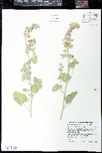 Sphaeralcea munroana image