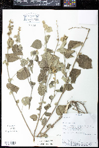 Wissadula densiflora image