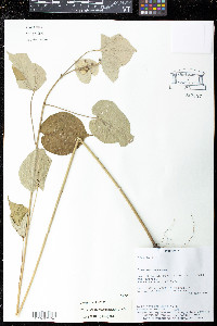 Wissadula paraguariensis image