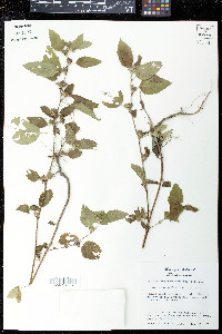 Malvastrum coromandelianum image