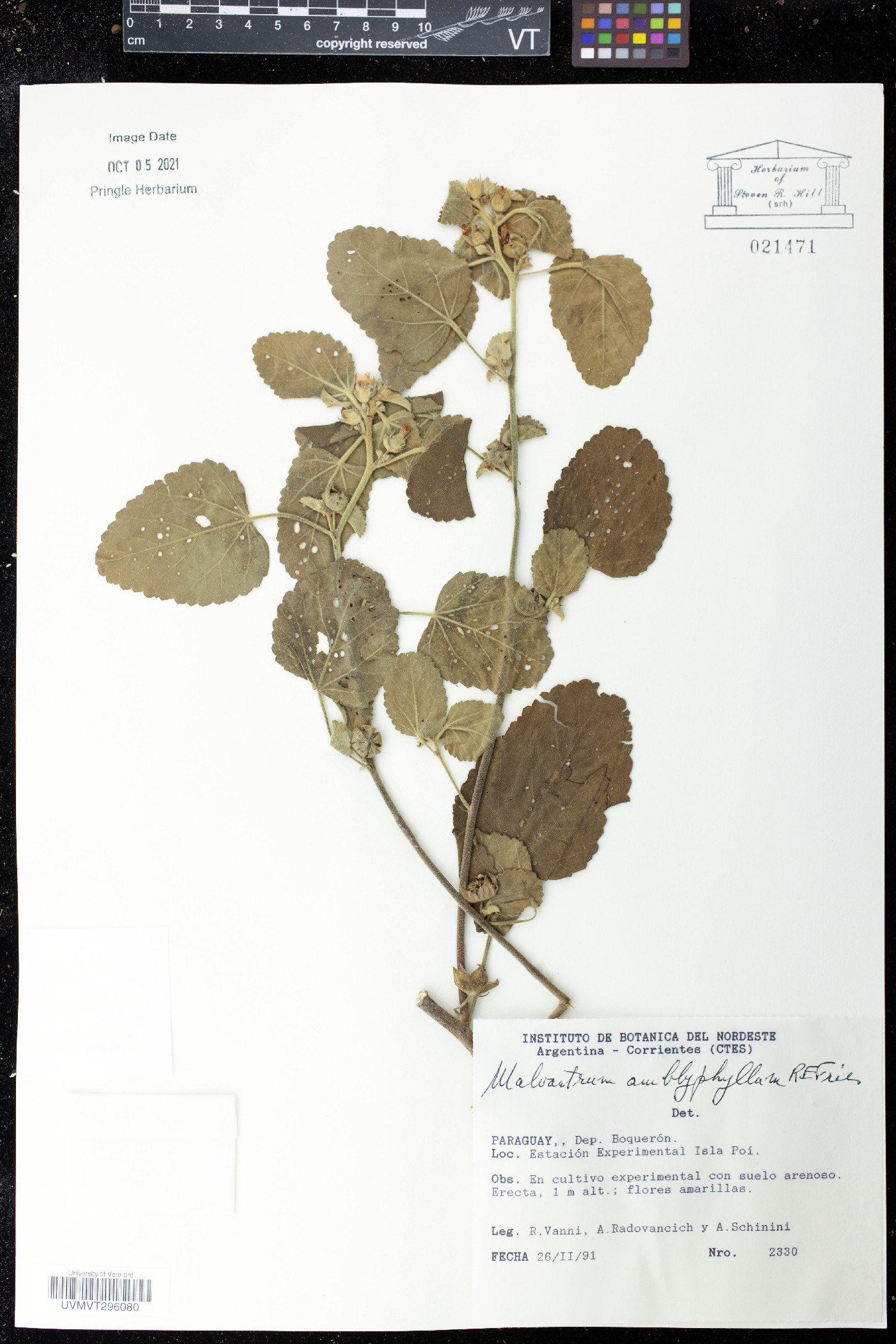 Malvastrum amblyphyllum image