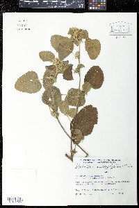Malvastrum amblyphyllum image
