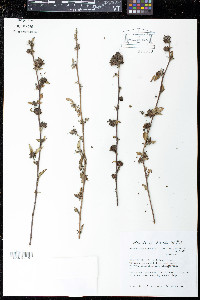 Malvastrum corchorifolium image