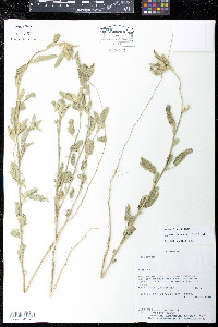 Sphaeralcea bonariensis image