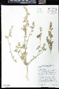 Sphaeralcea coulteri image
