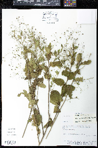 Sidastrum paniculatum image