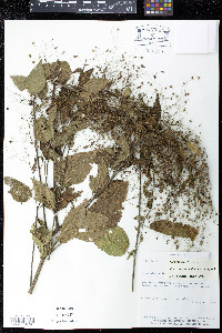 Sidastrum paniculatum image