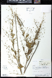 Sidastrum paniculatum image