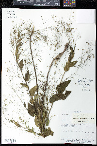 Sidastrum paniculatum image