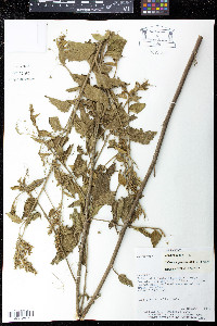 Sidastrum paniculatum image