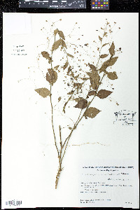 Sidastrum paniculatum image