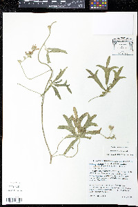 Sidalcea setosa image