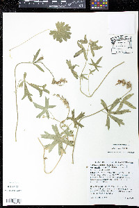 Sidalcea setosa image