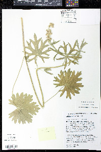 Sidalcea setosa image