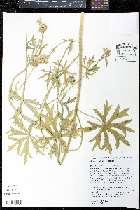 Sidalcea setosa image