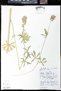 Sidalcea setosa image