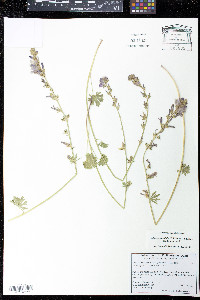 Sidalcea sparsifolia image