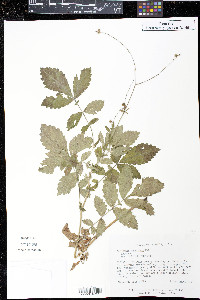 Agrimonia pubescens image