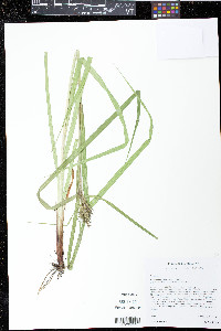 Carex lupuliformis image