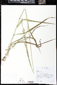 Paspalum urvillei image