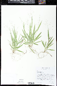 Dichanthelium laxiflorum image