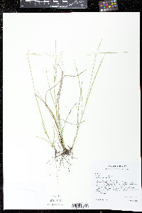 Rhynchospora colorata image