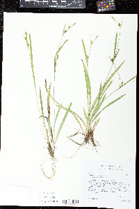 Carex gholsonii image