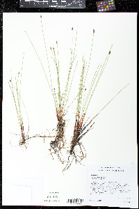 Eleocharis melanocarpa image