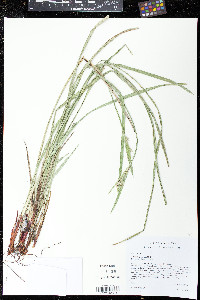 Scleria triglomerata image