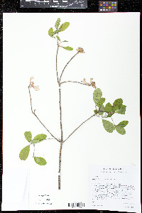 Rhododendron canescens image