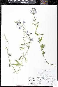 Scutellaria arenicola image