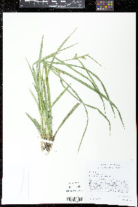 Carex lonchocarpa image