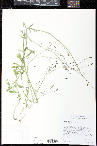 Wahlenbergia marginata image