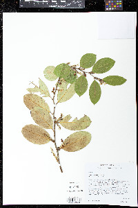 Leucothoe axillaris image