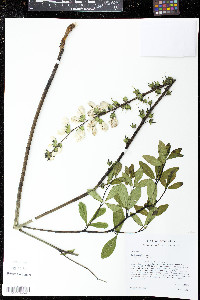 Baptisia alba image