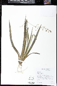 Sagittaria graminea image