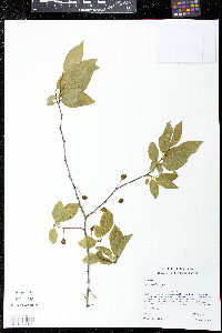 Prunus umbellata image