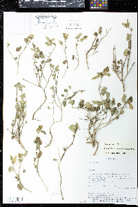 Krapovickasia flavescens image