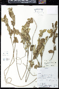 Krapovickasia urticifolia image