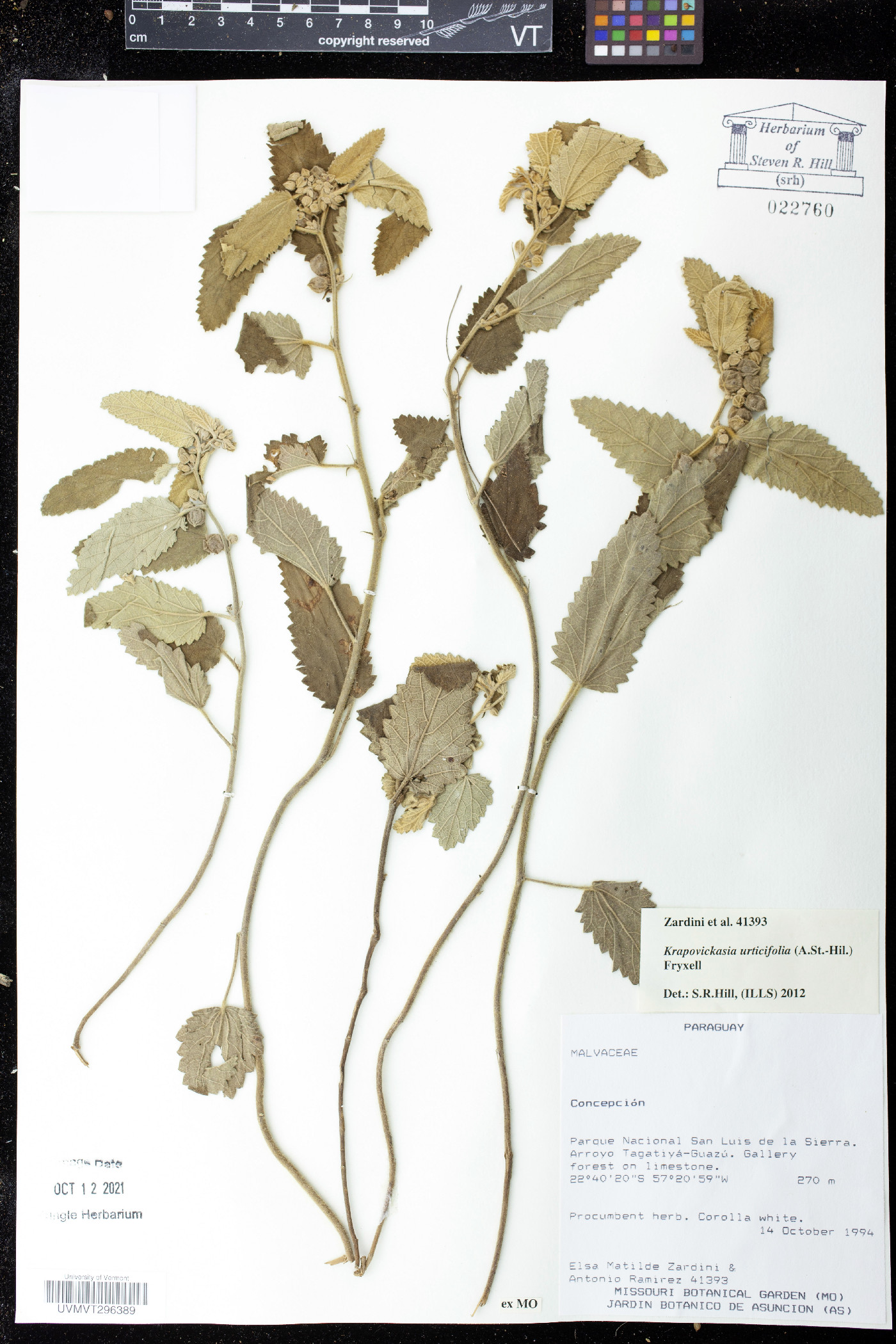 Krapovickasia urticifolia image