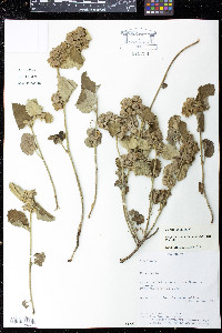 Krapovickasia urticifolia image