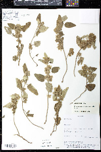 Krapovickasia urticifolia image